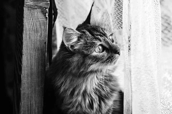 Porträtt Trefärgad Kattunge Liggande Golvet Feline Depression Tråkig Katt Uttråkad — Stockfoto