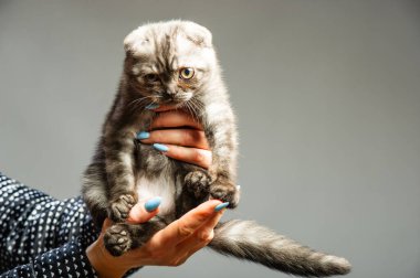 Gri arka planda güzel gözleri olan gri bir kedi..