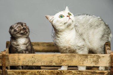 Gri arka planda güzel gözleri olan iki gri kedi..