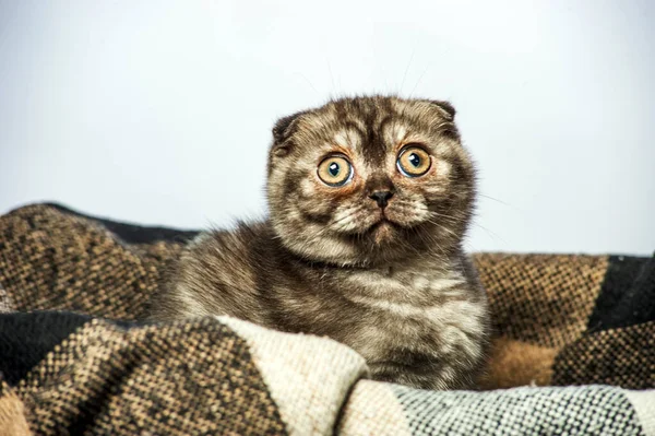 Grå Katt Med Vackra Ögon Grå Bakgrund — Stockfoto