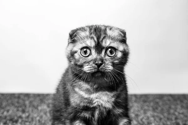 Gato Gris Con Hermosos Ojos Sobre Fondo Gris — Foto de Stock