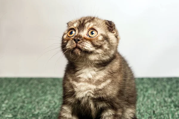 Серый Кот Красивыми Глазами Сером Фоне — стоковое фото