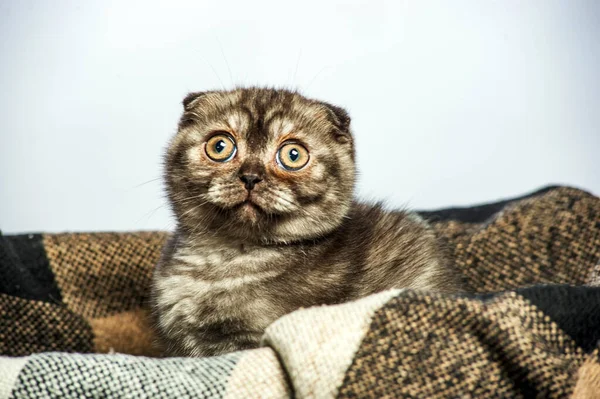Серый Кот Красивыми Глазами Сером Фоне — стоковое фото