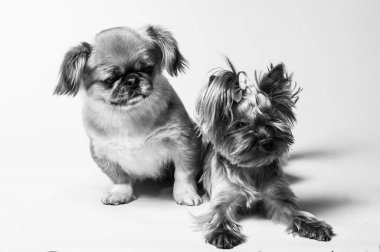 Pekin ve Yorkshire, iki dişi köpek birlikte. Gri renkte izole edilmiş.