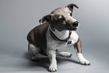 Genç jack russel terrier beyaz arka plan önünde