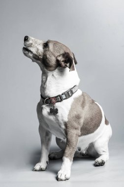 Genç jack russel terrier beyaz arka plan önünde