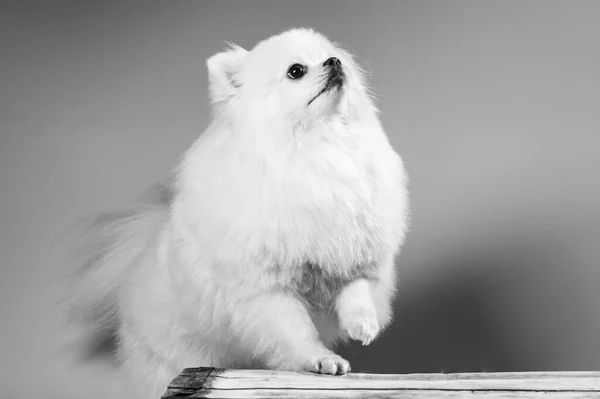 Glad Vit Pommerska Spitz Hund — Stockfoto
