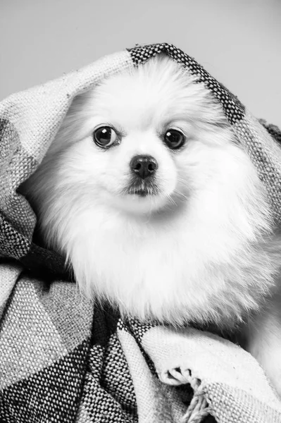 快乐的白色波美拉尼亚斯皮茨犬 — 图库照片