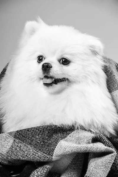 Szczęśliwy Biały Pomeranian Spitz Dog — Zdjęcie stockowe