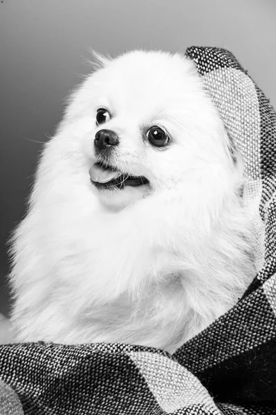 Feliz Branco Pomeranian Spitz Cão — Fotografia de Stock