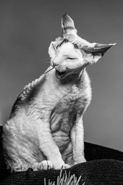 Девон Рекс Кошки Цветной Фон — стоковое фото
