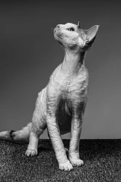 Devon Rex Kedi Renkli Arka Plan Üzerinde — Stok fotoğraf