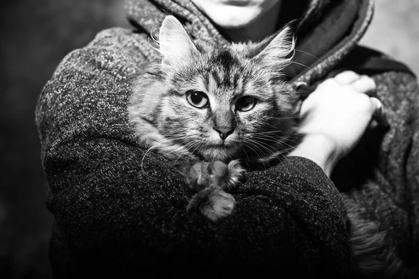 Домашнее Животное Care Young Женщина Держа Кота Home Cute Кошку — стоковое фото