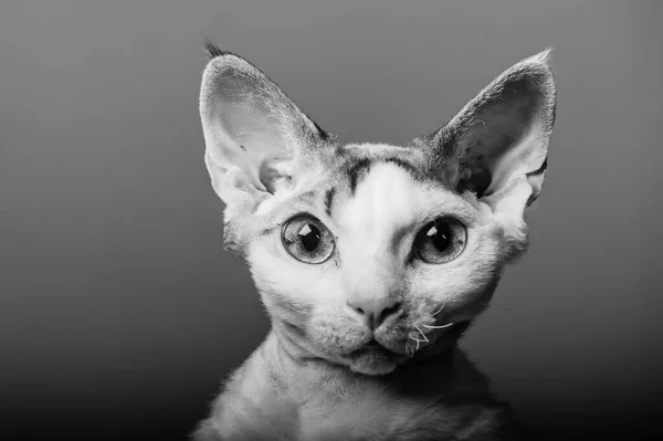 Ντέβον Rex Γάτα Έγχρωμα Φόντα — Φωτογραφία Αρχείου