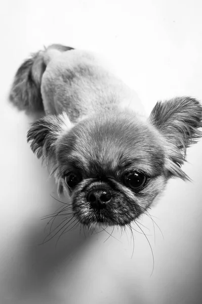 stock image Close-up of Pekingese dog isolated on white background