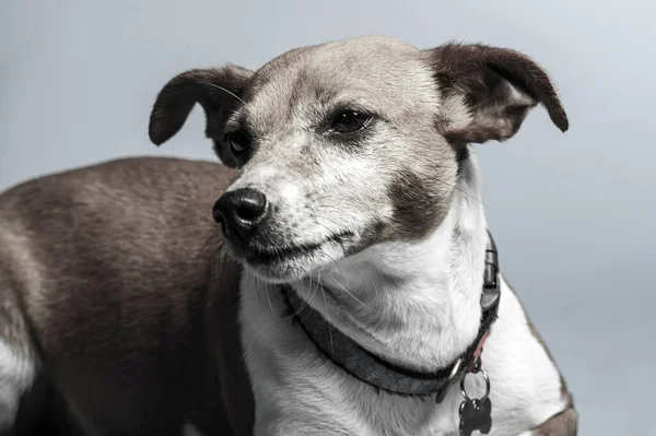 Jeune Jack Russel Terrier Face Fond Blanc — Photo