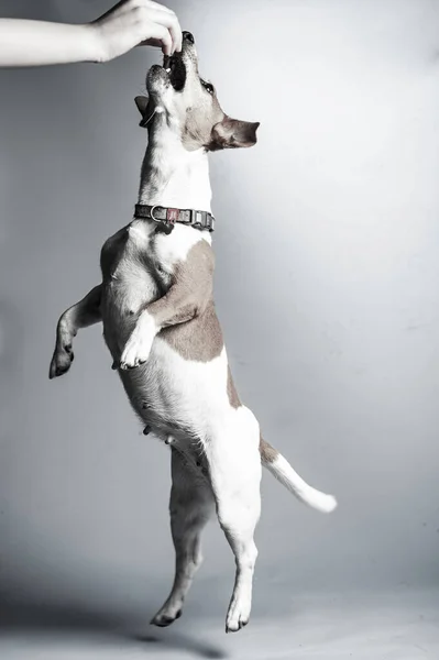 stock image young jack russel terrier in front of white background