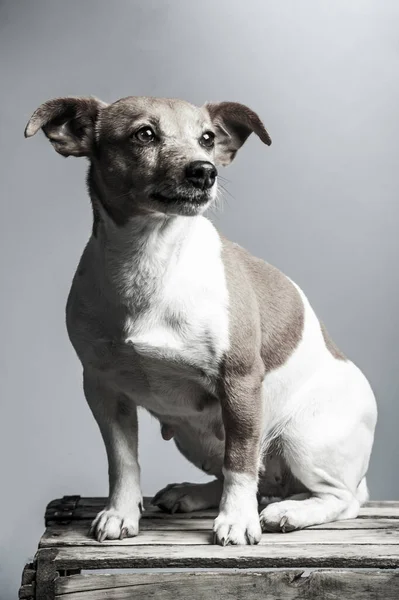 Joven Jack Russel Terrier Frente Blanco Fondo —  Fotos de Stock