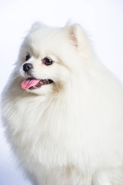 Mutlu beyaz Pomeranya köpekleri
