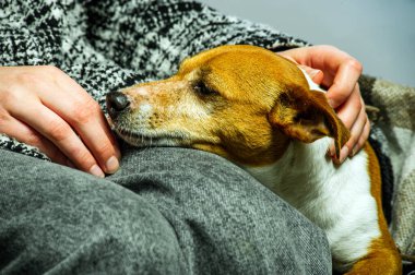 Genç jack russel terrier beyaz arka plan önünde