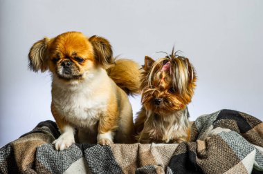 Pekin ve Yorkshire, iki dişi köpek birlikte. Gri renkte izole edilmiş.