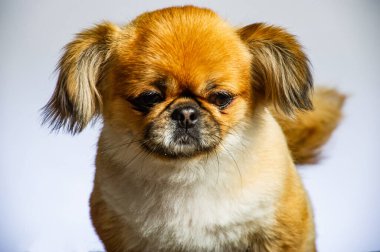 Fino köpeği beyaz arka plan üzerinde izole Close-Up