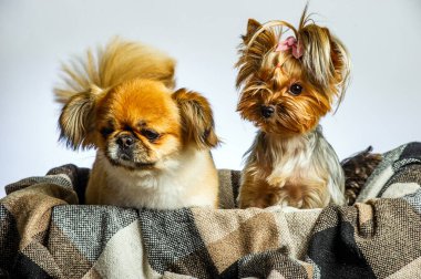 Pekin ve Yorkshire, iki dişi köpek birlikte. Gri renkte izole edilmiş.