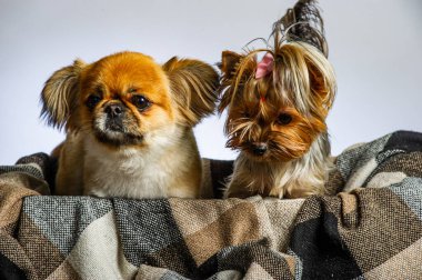 Pekin ve Yorkshire, iki dişi köpek birlikte. Gri renkte izole edilmiş.