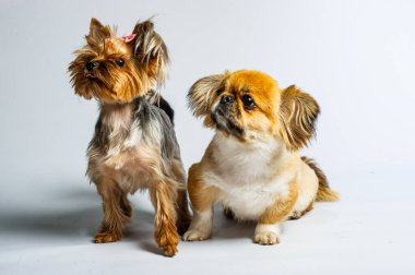 Pekin ve Yorkshire, iki dişi köpek birlikte. Gri renkte izole edilmiş.