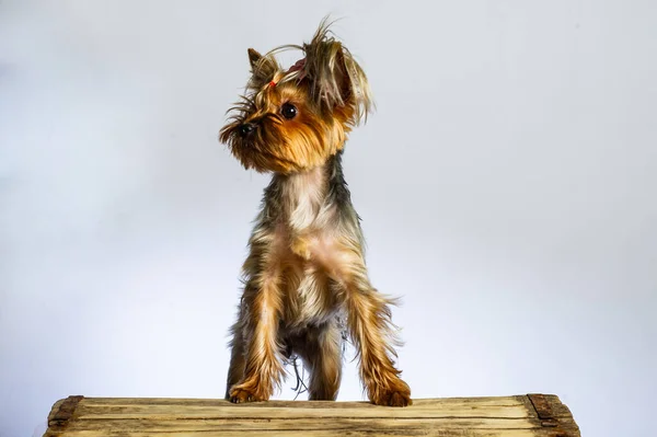 Yorkshire Terrier Looking Camera Head Shot White Background — Stock Photo, Image
