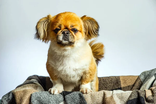 Fino köpeği beyaz arka plan üzerinde izole Close-Up