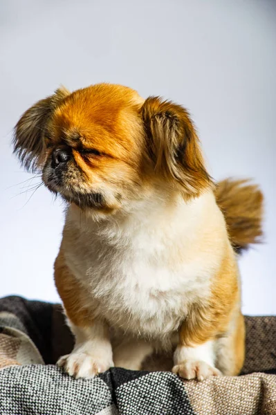 ペキニーズ犬の白い背景で隔離のクローズ アップ — ストック写真