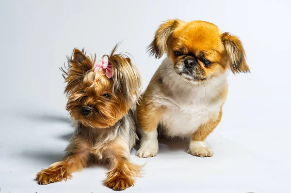 Pekin ve Yorkshire, iki dişi köpek birlikte. Gri renkte izole edilmiş.