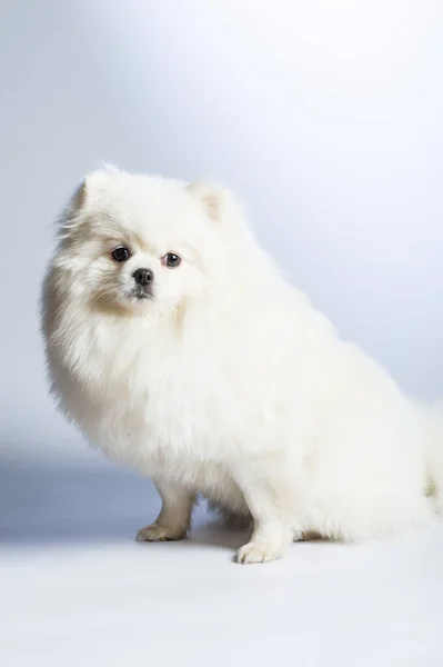 Gelukkige Witte Pomeranian Spitz Hond — Stockfoto