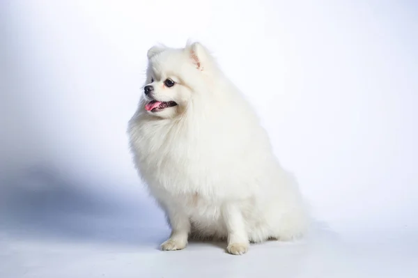 Glücklicher Weißer Pommerscher Spitzhund — Stockfoto