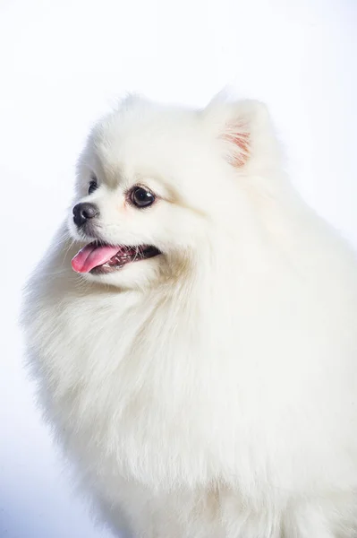 Mutlu Beyaz Pomeranya Köpekleri — Stok fotoğraf