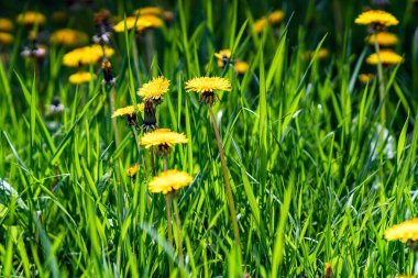 Sarı, yeşil yapraklı bahar çiçekleri. Yakın plan.
