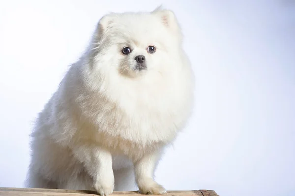 Šťastný Bílý Pomeranian Spitz Pes — Stock fotografie