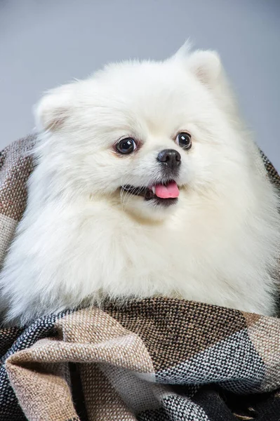 快乐的白色波美拉尼亚斯皮茨犬 — 图库照片