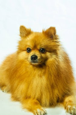 İki ayaklı sevimli Pomeranian köpek standı ve bir şeye bakıyor. Doku çimento arka planında yemek istiyor, kahverengi ve beyaz küçük şirin köpek konseptini kapatıyor.