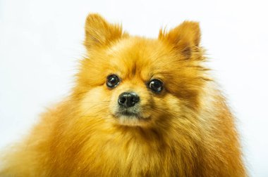 İki ayaklı sevimli Pomeranian köpek standı ve bir şeye bakıyor. Doku çimento arka planında yemek istiyor, kahverengi ve beyaz küçük şirin köpek konseptini kapatıyor.