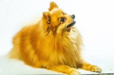 İki ayaklı sevimli Pomeranian köpek standı ve bir şeye bakıyor. Doku çimento arka planında yemek istiyor, kahverengi ve beyaz küçük şirin köpek konseptini kapatıyor.