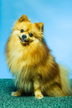 İki ayaklı sevimli Pomeranian köpek standı ve bir şeye bakıyor. Doku çimento arka planında yemek istiyor, kahverengi ve beyaz küçük şirin köpek konseptini kapatıyor.