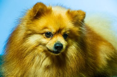 İki ayaklı sevimli Pomeranian köpek standı ve bir şeye bakıyor. Doku çimento arka planında yemek istiyor, kahverengi ve beyaz küçük şirin köpek konseptini kapatıyor.
