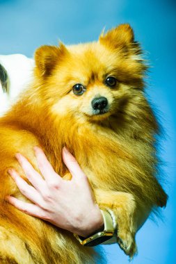 İki ayaklı sevimli Pomeranian köpek standı ve bir şeye bakıyor. Doku çimento arka planında yemek istiyor, kahverengi ve beyaz küçük şirin köpek konseptini kapatıyor.