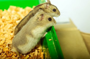 Suriye hamsterı hamster evinin önünde.