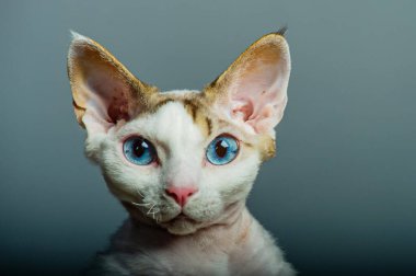 Devon rex kedi renkli arka plan üzerinde