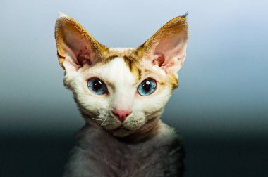 Devon rex kedi renkli arka plan üzerinde