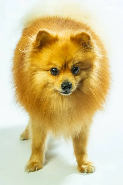 可爱的波美拉尼亚犬两条腿站着 看着想吃的东西 想在质感水泥的背景上吃 把棕色和白色的可爱的小快乐犬的概念紧密地联系在一起 — 图库照片
