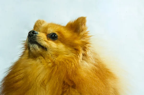 Αξιολάτρευτο Pomeranian Στάση Σκύλου Δύο Πόδια Και Κοιτάζοντας Κάτι Θέλουν — Φωτογραφία Αρχείου